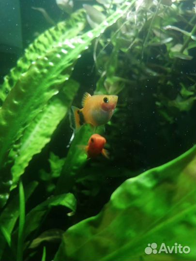 Аквариумные рыбки
