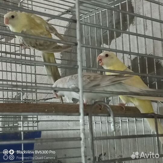 Певчий попугай