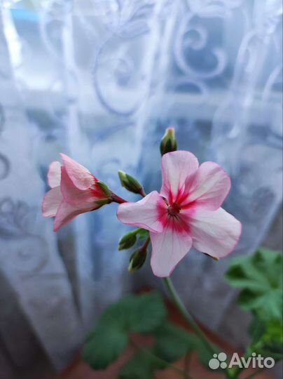 Герань пеларгония цветущее растение