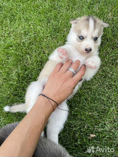 Щенки хаски