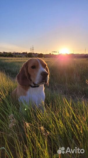 Вязка бигль