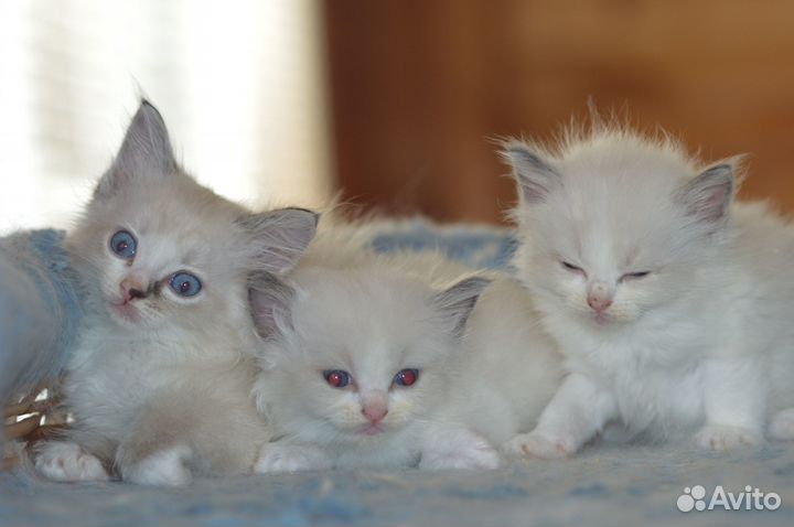 Рэгдольчики