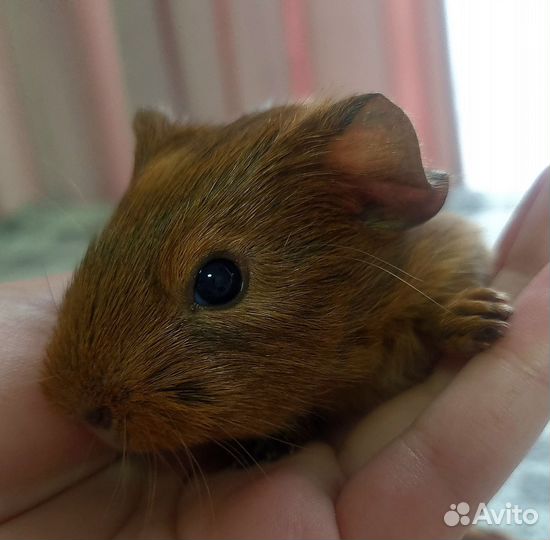 Морские свинки