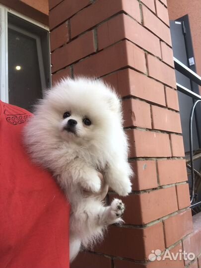 Шпиц девочка РКФ