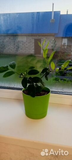 Мандариновое дерево