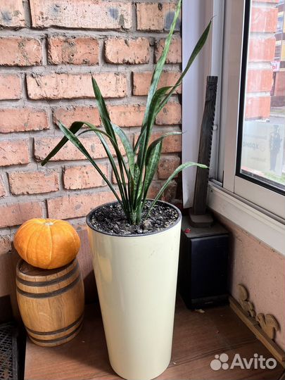 Сансевиерия щучий хвост