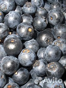 Брусника, черника