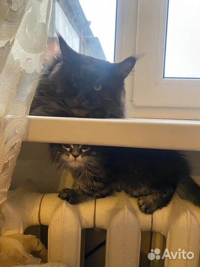 Кот мейн-кун вязка