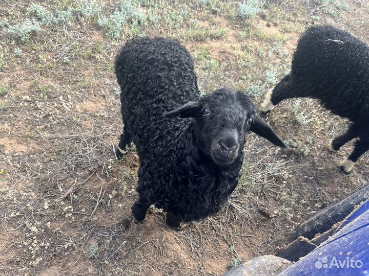 Разнорабочие в крестьянско-фермерское хозяйство