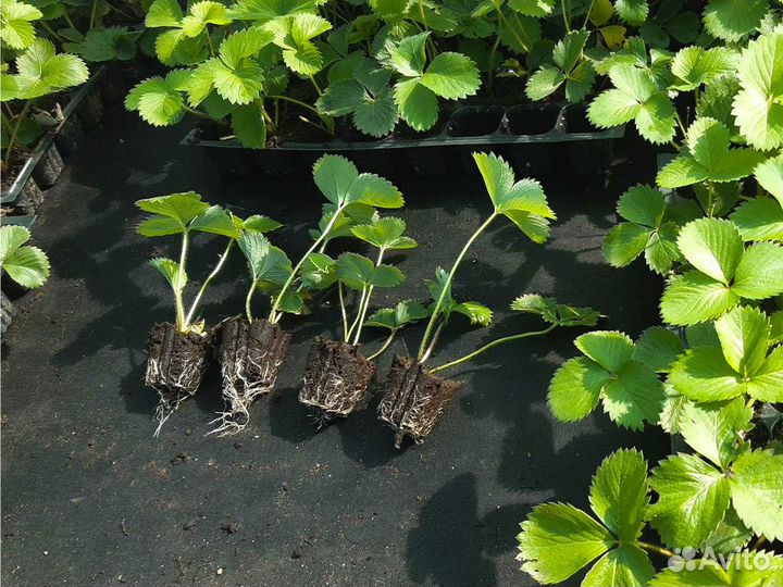 Рассада клубники. Крупная ягода