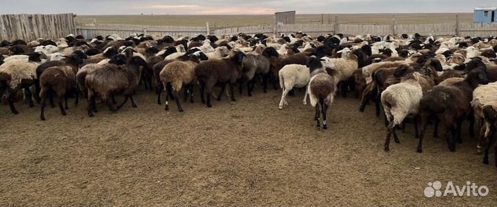 Ягнята баранчики