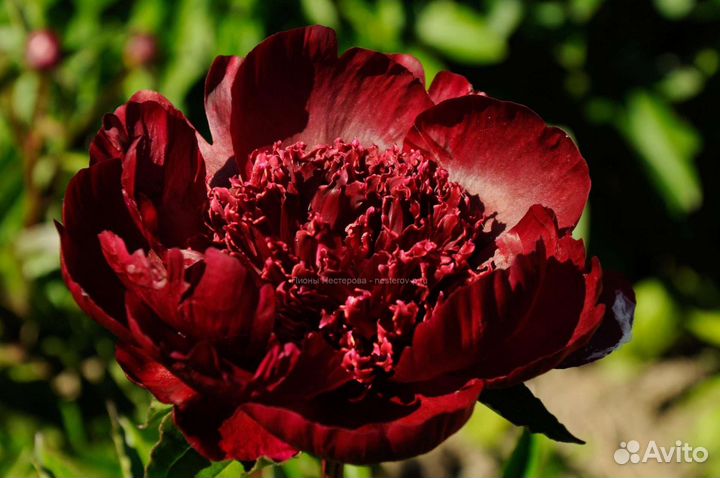 Пионы саженцы корни