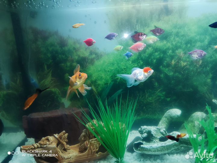 Аквариум 240 литров с всем содержимым