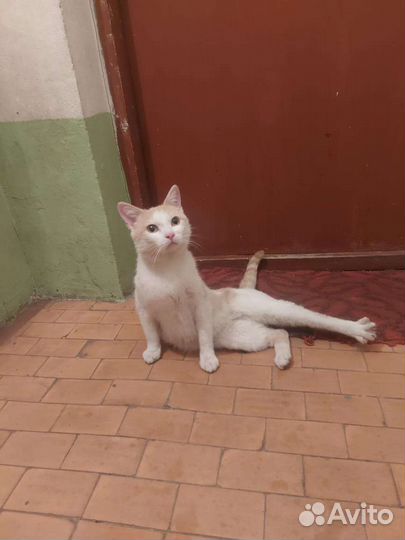 Котик ласковый
