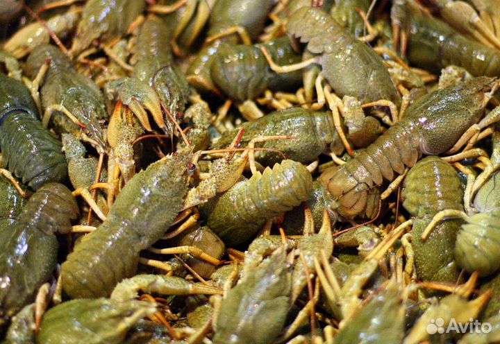 Свежие Раки и сотрудничество с рыбаками