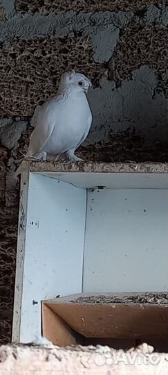Голуби Азиаты