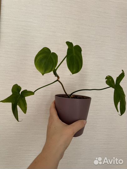 Филодендрон