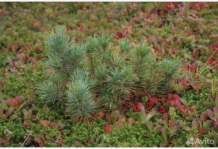 Саженцы сибирского кедра