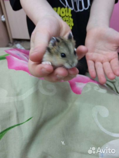 Джунгарики девочки и мальчики