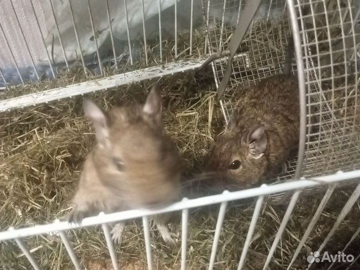 Белка дегу с клеткой