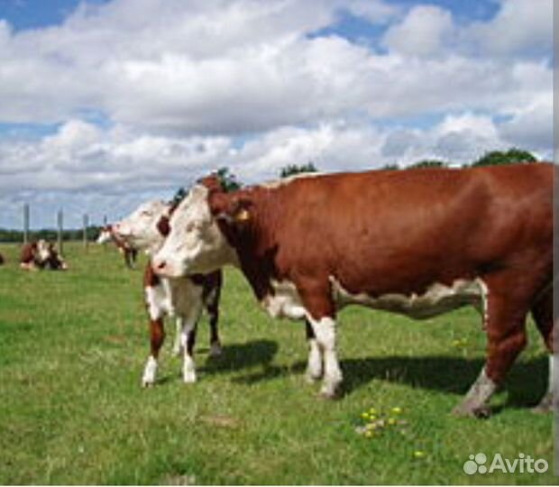 Корова стельная порода Герефорд