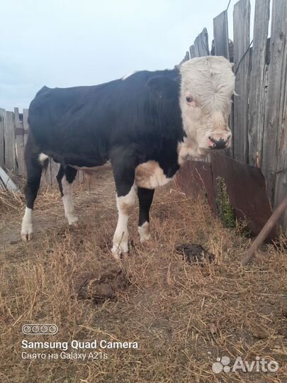Бык коровы