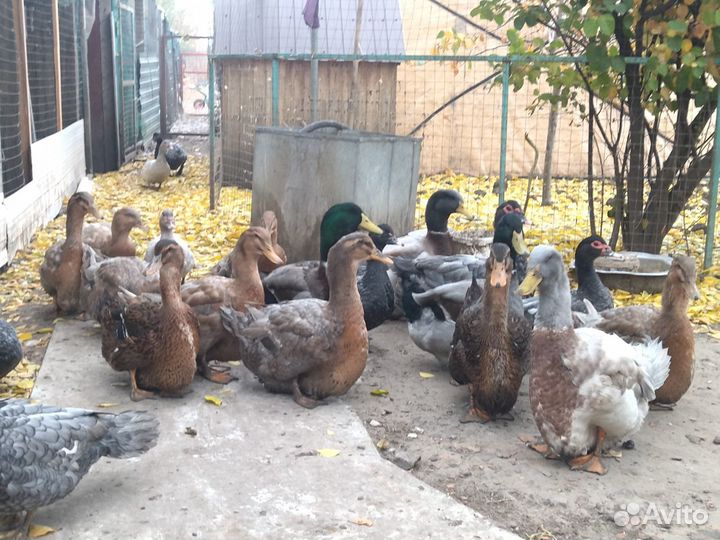 Руанская утка