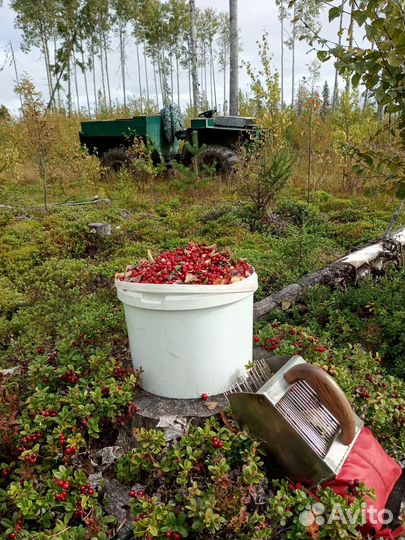 Брусника свежая