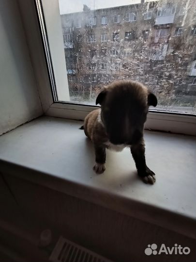 Щенок в добрые руки