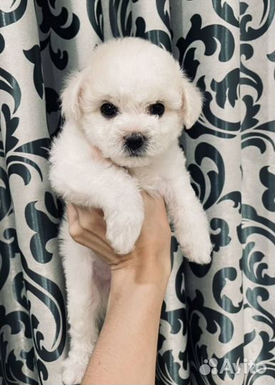 Щенки Бишон фризе