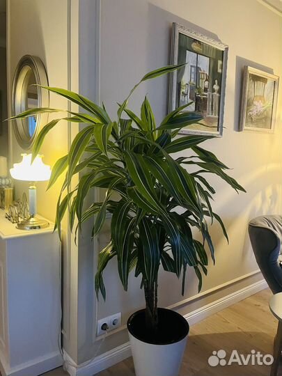 Пальма драцена