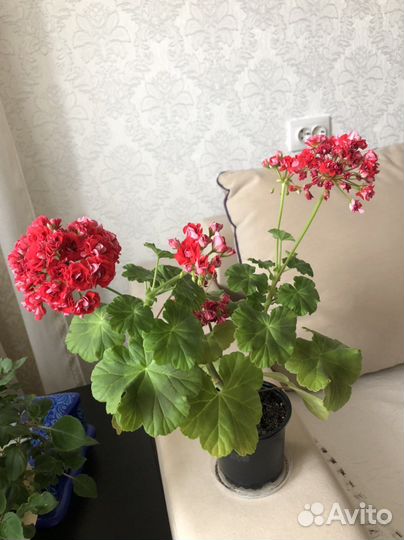 Пеларгония герань