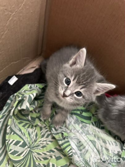 Отдам в добрые руки котенка