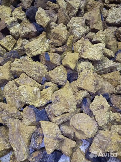 Чага березовая от сборщика