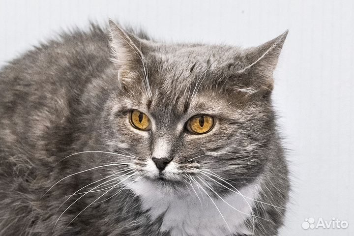 Ласкуше Шанечке очень нужен дом