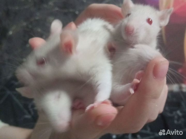 Крысята