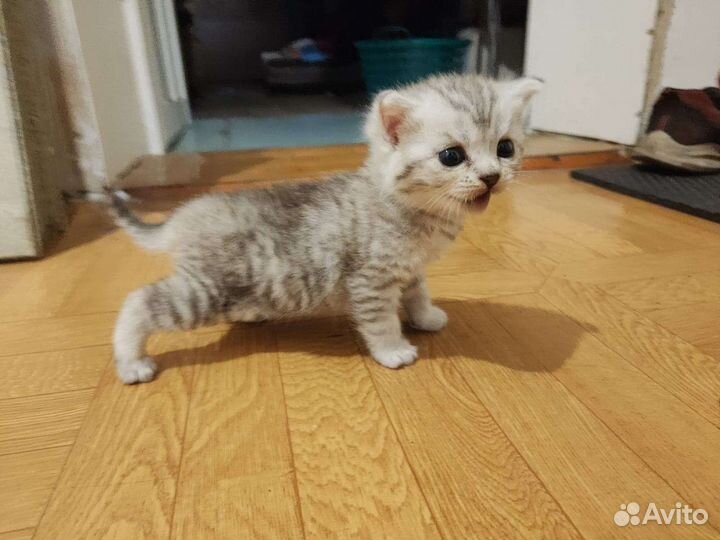 Британские котята