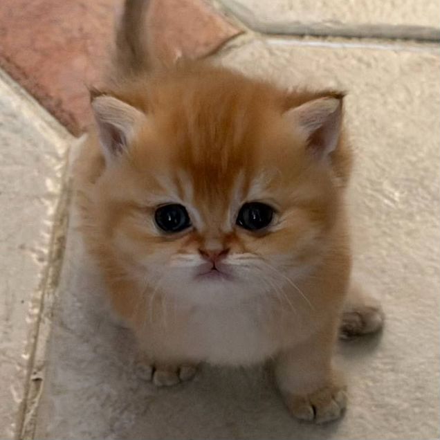Британский короткошёрстный котёнок