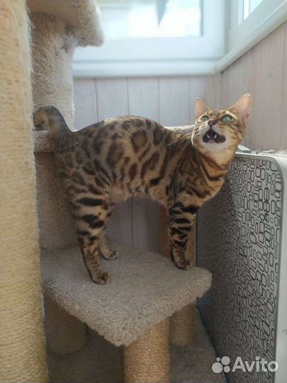 Бенгальская кошечка