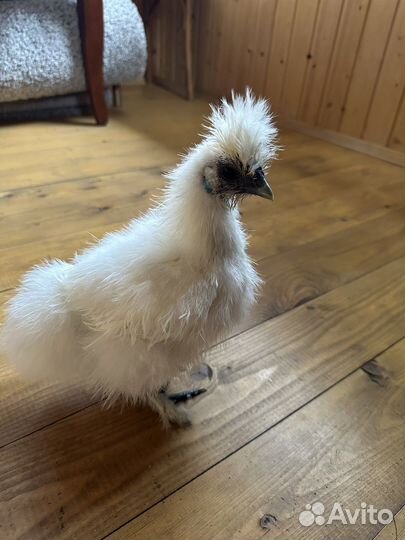 Китайские шелковые петушки