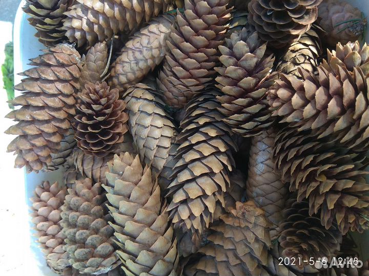 Шишки еловые,сосновые