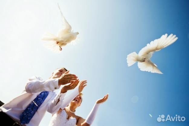 Голуби на свадьбу (венчание)