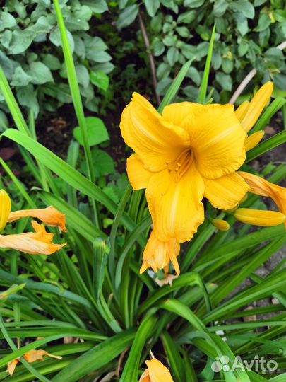 Лилейники сортовые