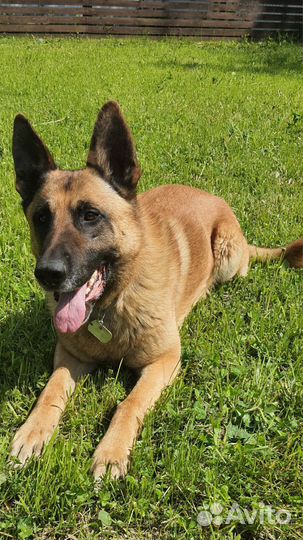 Малинуа вязка