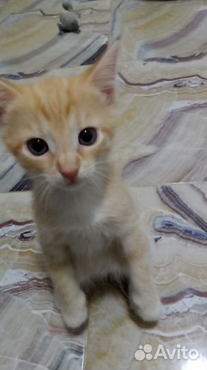 Домашние котятки - Бесплатно в дар)