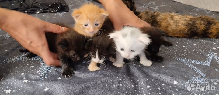 Отдам котят в надежные руки