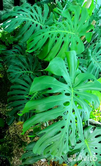 Монстера 1.5м