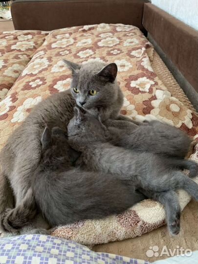 Котенок - девочка, помесь британка