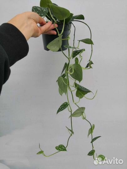 Монстера, филодендрон, фикус, сциндапсус, герань