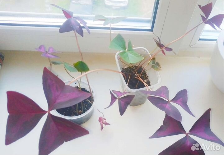 Кислица оксалис